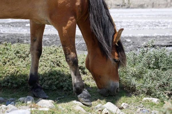 Brown Horse Grazes River Bank Upper Mustang Nepal — Stock Photo, Image