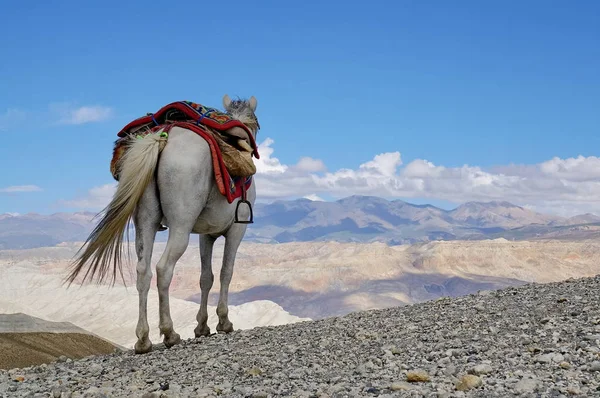 Lavoro Cavallo Trova Una Collina Guardando Montagne Himalayane Alta Mustang — Foto Stock