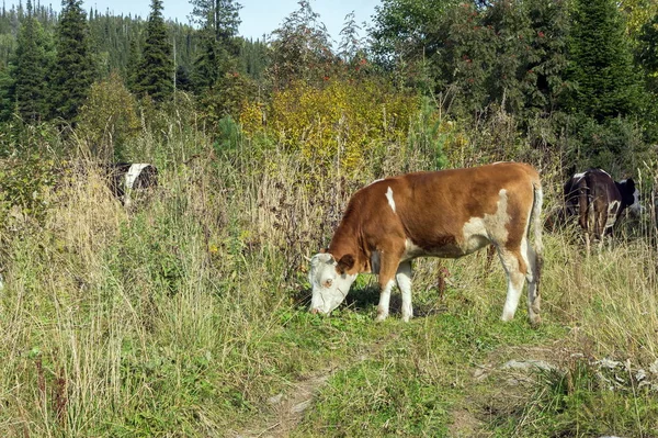 A red cow grazes by the road, in the autumn forest.