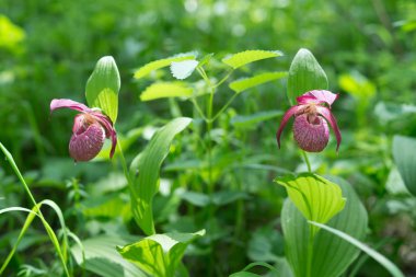 Yeşil bir arka planda doğal bir ortamda vahşi orkide görkemli kadın terliği (Cypripedium ventricosum) görüntüsü kayboluyor..