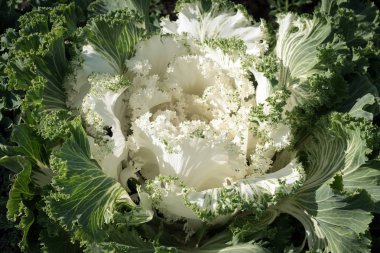 Sonbaharın sonlarında bahçede güzel beyaz lahanalar yetişir..