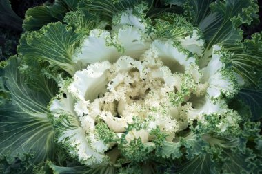 Çiçek tarhında yetişen dekoratif beyaz lahana manzarası..