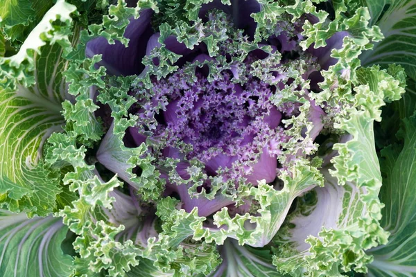 Top view of the decorative red cabbage growing in a flower bed.