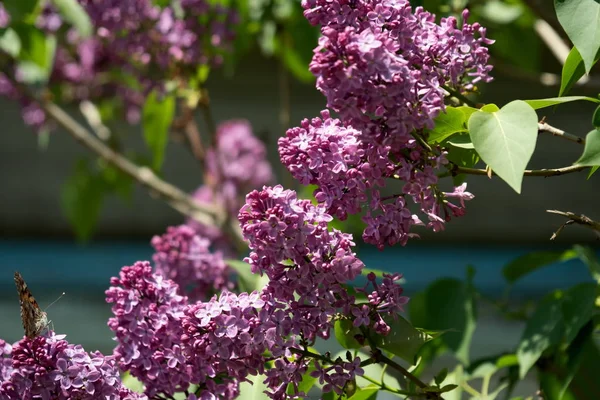 Flowering Bushes Lilac Ordinary Lat Syrnga Vulgris Wall Village House — ストック写真