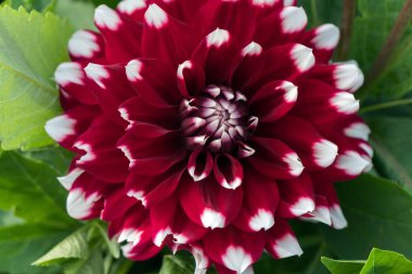 İki renkli Dahlia sinekkuşunun çiçeği yaprakların arasında bir düettir..