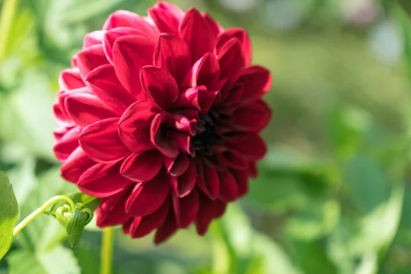 Pompom Rode Dahlia Bloem Een Groene Achtergrond — Stockfoto