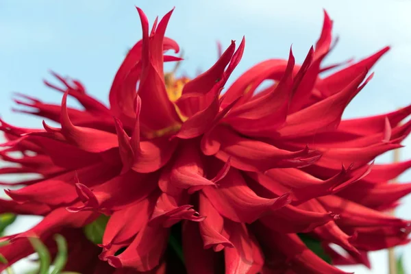 Hummingbird Red Dahlia Flower Wittemans Beste Close Een Achtergrond Hemel — Stockfoto