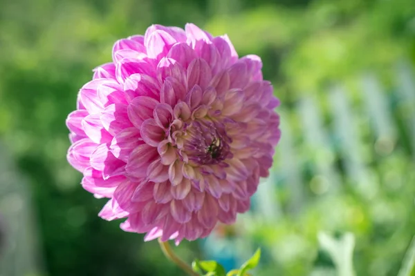 Pompom Roze Dahlia Bloem Een Groene Achtergrond Tuin — Stockfoto