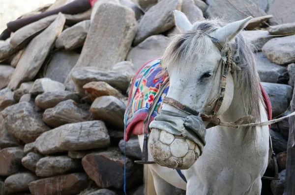 Ένα Καλωδιωμένο Άλογο Ιππασίας Ένα Δερμάτινο Προστατευτικό Ρύγχος Από Τσιμπήματα — Φωτογραφία Αρχείου