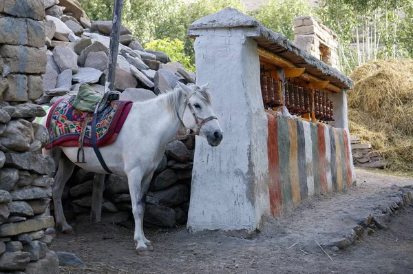 Cavallo Cavallo Imbrigliato Trova Vicino Tamburi Rituali Sacri Vicino Alle — Foto Stock