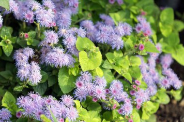 Mor Ageratum Gauston veya Meksika Ageratum çalıları (lat. Ageratum houstonianum) bahçede.