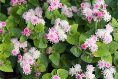 Pembe Ageratum Gauston veya Meksika Ageratum 'un (lat. Ageratum houstonianum).