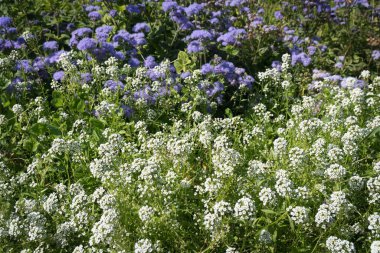 Çiçek bahçesindeki mavi Meksika Ageratum 'a karşı açmakta olan beyaz kokarca (Lobularia).