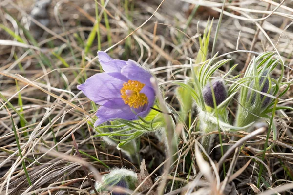 Bright Purple Flowers Pulsatilla Spreading Pasqueflower Background Dried Grass Early — Stock Photo, Image