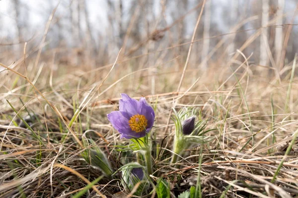 Purple Flower Pulsatilla Spreading Pasqueflower Made Its Way Dry Grass — Stock Photo, Image