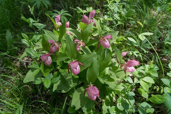 View Bush Rare Species Wild Orchids Grandiflora Lady Slipper Cypripedium — Stock Photo, Image