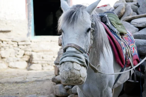 Nepal Cavallo Cavallo Imbrigliato Muso Protettivo Pelle Dalle Punture Zanzara — Foto Stock