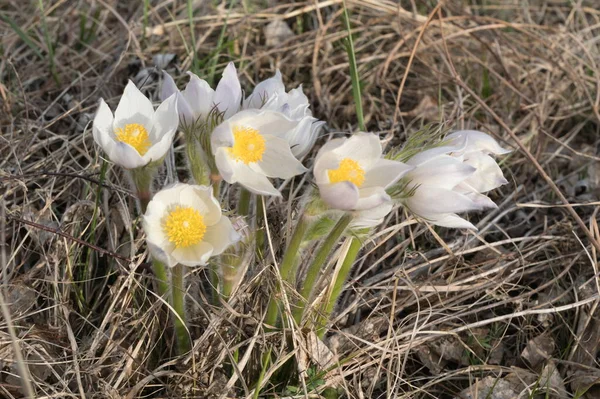 Wild White Flowers Pulsatilla Spreading Pasqueflower Dried Grass Early Spring — Stock Photo, Image