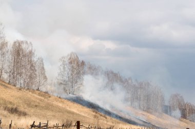 İlkbaharda insanların ihmalkarlığı yüzünden kuru ot ve huş ağacı yakmak..