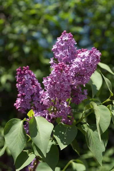 咲き方通常のライラック の花を紫色にします 春の緑の葉を背景にしたシルガハゲワシ — ストック写真