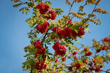 Mavi gökyüzüne karşı böğürtlenli ve parlak yapraklı Rowan dalları.