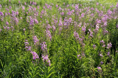 İvan çayı veya Kıbrıs Rum Kesimi dar yapraklı veya Koporskaya çayı (Latince Chamaenergy angustifolium veya Epilobium angustifolium) çayırdaki pembe çiçeklerle bol bol çiçek açar..