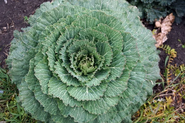 Beautiful Rosette Decorative Inedible Cabbage Flowerbed Late Autumn — Stock Photo, Image