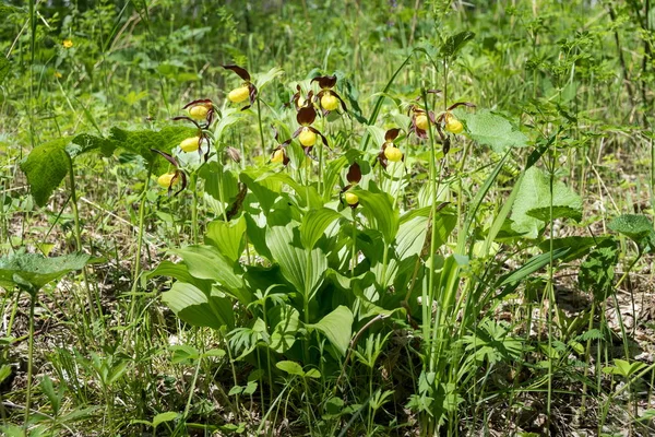 Bush Especies Raras Orquídeas Amarillas Silvestres Grandiflora Zapatilla Señora Cypripedium — Foto de Stock