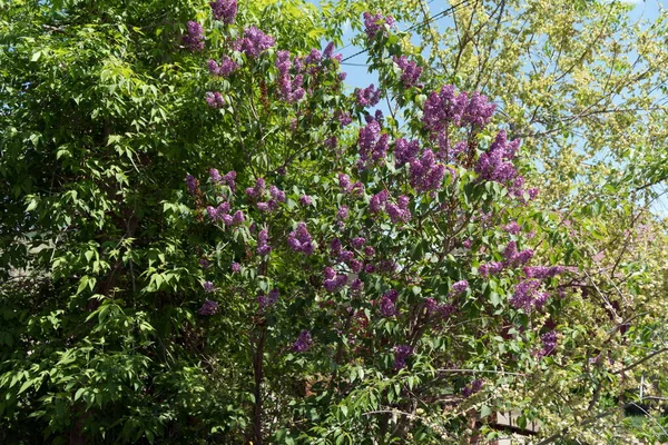 Grandes Arbustos Floridos Lilás Comum Lat Syrnga Vulgris Jardim Frente — Fotografia de Stock