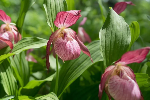 Flower Heads Rare Species Wild Large Flowered Orchid Venus Shoe — Stock Photo, Image