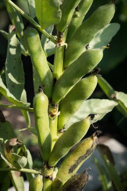 Olgun Rus siyah fasulye kabukları güneşli bir günde bir bitki sapında.