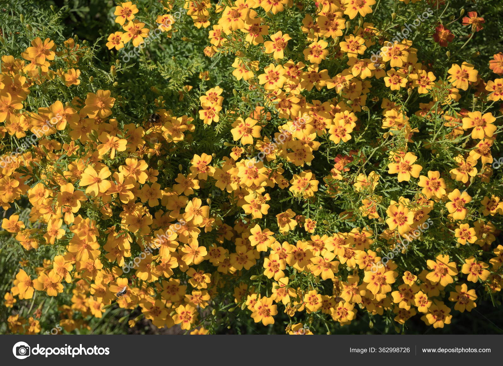 Vista Superior Los Florecientes Tagetes Naranja Mexicano Tagetes