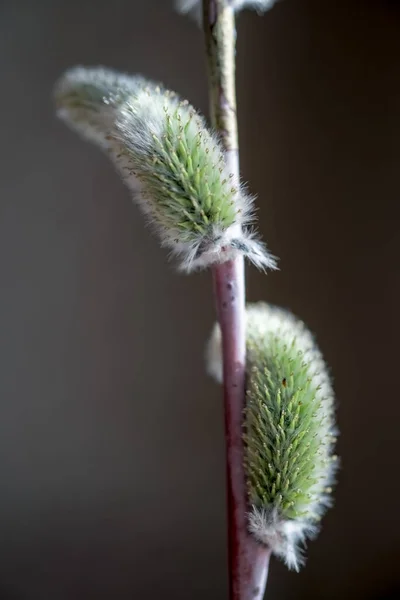 Fluffy Scheuten Van Wilg Close Druppels Water Macro Foto Geschikt — Stockfoto