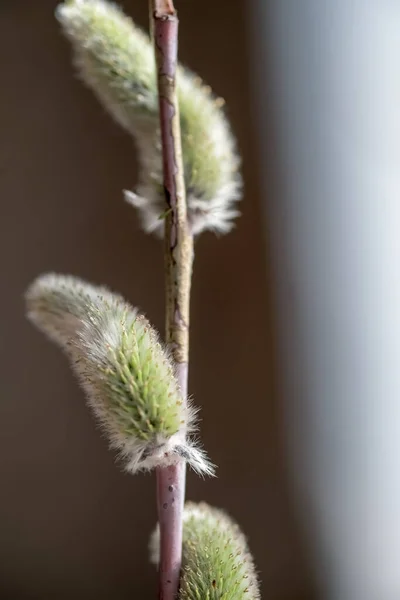 Fluffy Shoots Willow Closeup Drops Water Macro Photo Suitable Illustrating — Stock Photo, Image