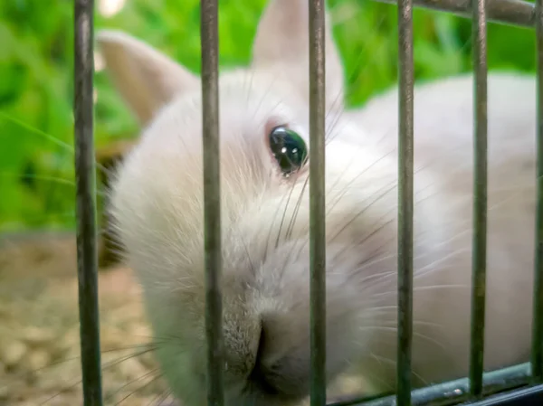 Домашний декоративный кролик — стоковое фото