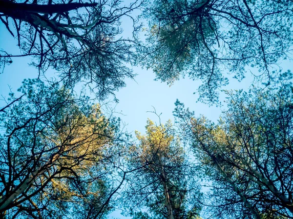 Vista superior, cielo del bosque . — Foto de Stock