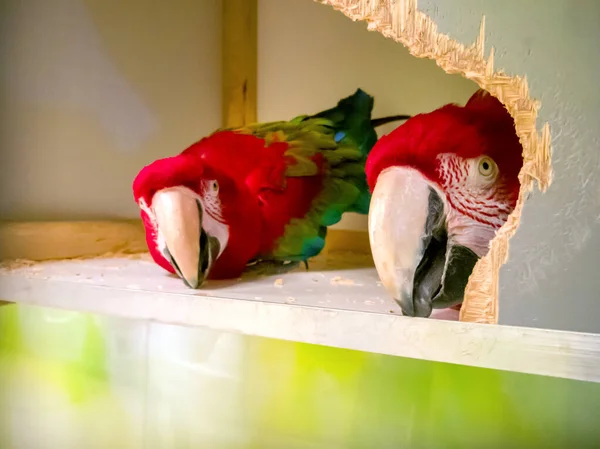 Two large parrots