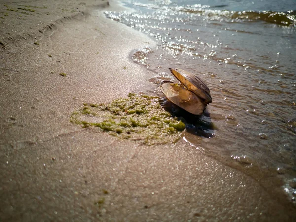 Praia de areia com concha — Fotografia de Stock