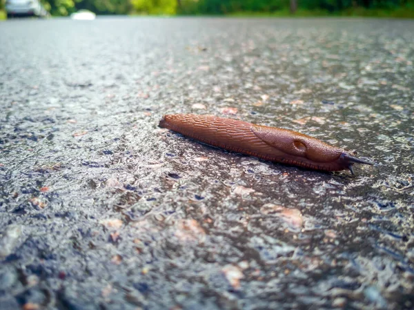 Caracol e asfalto — Fotografia de Stock