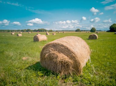 Saman balyası tarlası