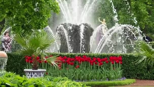 噴水のある公園チューリップの花 — ストック動画