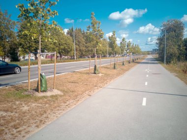 Yeni dikilmiş genç ağaçlar.