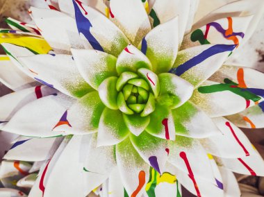 Parlak renkli echeveria 