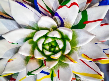 Parlak renkli echeveria 