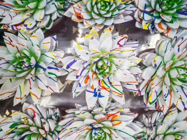 Parlak renkli echeveria 