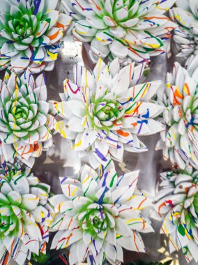 Parlak renkli echeveria 