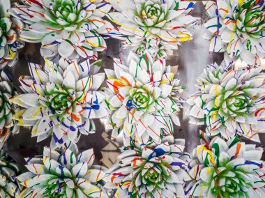 Parlak renkli echeveria 