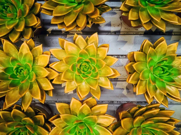 Echeveria brilhantemente colorido — Fotografia de Stock