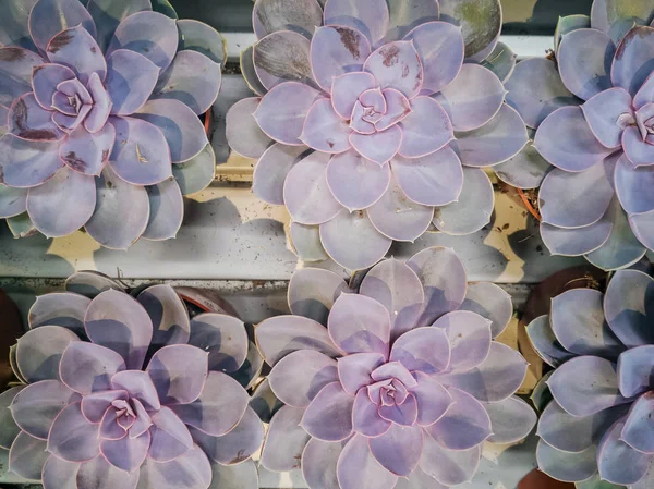 Brightly colored echeveria — 스톡 사진