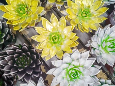 Parlak renkli echeveria 